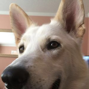 Meet your Posher, Blayke